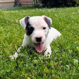 Snickers - Tri-color male Russell Terrier puppy in Sandown, New Hampshire from Patch Wood Irish Jacks