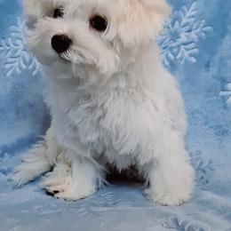 Maltipoo Puppies from Little Cupcakes and Little Punkins Maltipoos