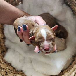 Blaze - Male 1 - Red male Cavapoo puppy in London, Kentucky from Blue Meadow Puppies