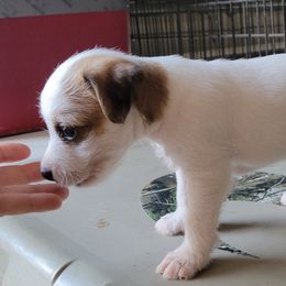 Boy 4 - Jack Russell Terrier puppy in Robstown, Texas from Smokin Pistol Jack Russell Terriers