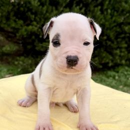 Sneezy - Red brindle male American Staffordshire Terrier puppy in Guilford County, North Carolina from Explicit Kennel