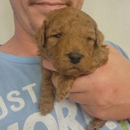 TOD - Red  male Poodle puppy in San Tan Valley, Arizona from Desert Storm Poodles
