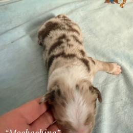 Mochachino - Red tri-color male Australian Shepherd puppy in Ulm, Montana from W Heart Bar Aussies
