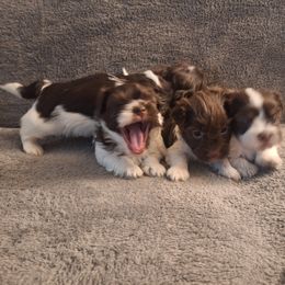 Havanese from Coyle Havanese Babies
