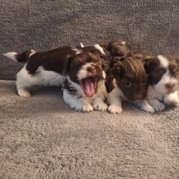 Havanese from Coyle Havanese Babies