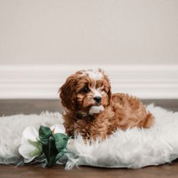 Cavapoo Puppies from Lebel Cavapoos