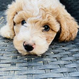 Goldendoodles and Poodles from Oodles of Doodles, NC