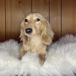 Tink - Dachshund