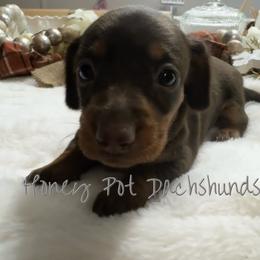 Emaline - Chocolate and tan female Dachshund puppy in Glen Saint Mary, Florida from 🍯 Honey Pot Dachshunds 🐾