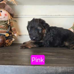Pink Collar - Black and red female German Shepherd puppy in Sumner, Iowa from Vom Wilke Kennels