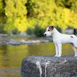 Australian Shepherd and Parson Russell Terrier All Grown Up from Zoolo Kennels
