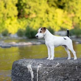 Australian Shepherd and Parson Russell Terrier All Grown Up from Zoolo Kennels