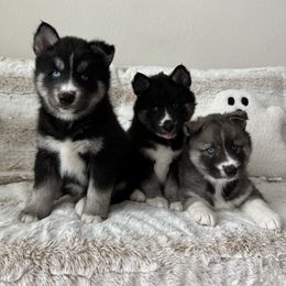Siberian Husky Puppies from FamilyFur