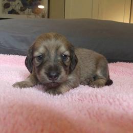Trixie - Cream female Dachshund puppy in Plant City, Florida from Oakley's Dachshund Ranch