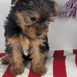 Yorkshire Terrier Puppies from Country Dog Kennels.