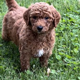 Boy 6 - Poodle puppy in Elko New Market, Minnesota from Willow Rock Poodles