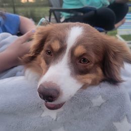 Ciara - Miniature Australian Shepherd