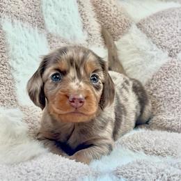 Chip - Dapple male Dachshund puppy in Casper, Wyoming from Daisy's Doxies & Doodles