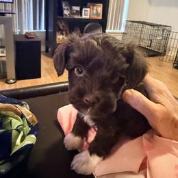 Miniature Schnauzer Puppies from Melissa Knight