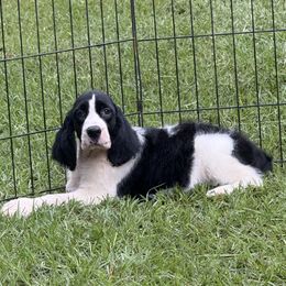 Hailey - Black and white female English Springer Spaniel puppy in Las Vegas, Nevada from Legacy