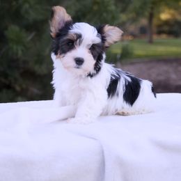 Aine (pronounced Awnya) - Black tan and white female Biewer Terrier puppy in Mapleton, Utah from Biewer Bliss Kennel