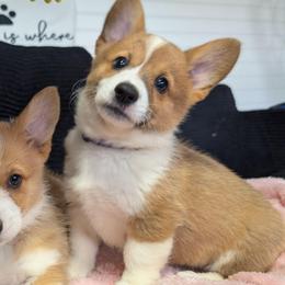 Girl 3 Miss Purple - White and red female Pembroke Welsh Corgi puppy in Milton, Florida from Milton Corgis
