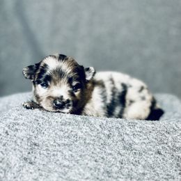 Pomeranian Puppies from Merle Paws Pomeranians