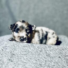 Pomeranian Puppies from Merle Paws Pomeranians