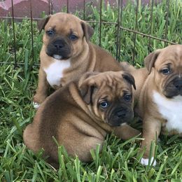 Staffordshire Bull Terrier Puppies from Rockstaff Staffords