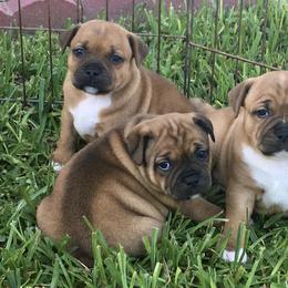 Staffordshire Bull Terrier Puppies from Rockstaff Staffords