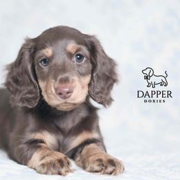 Typhoon - Chocolate and tan male Dachshund puppy in Brooksville, Florida from Dapper Doxies