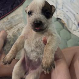 Australian Cattle Dog Puppies from Wild Sage Cattle Dogs