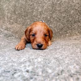 F1B Goldendoodle Sandy - Red  female Goldendoodle puppy in Redding, California from Casa Delarosa Collective Poodles & Doodles