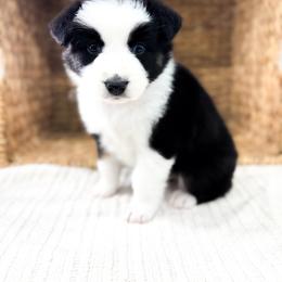 Jack - Black tri-color male Australian Shepherd puppy in Unionville, Iowa from Soap Creek Kennels