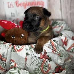 Copper - Yellow male Dutch Shepherd puppy in Clarksville, Tennessee from Vuurhart Herders