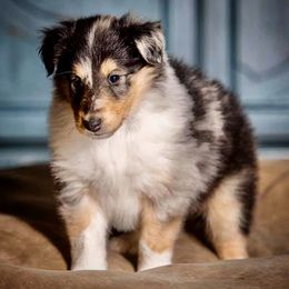 Collie Puppies from Teal Bluffs Rough Collies