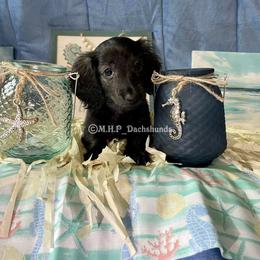 Dachshund Puppies from M.H.P Dachshunds
