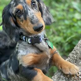Jaders - Dachshund