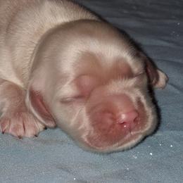 Lily - Buff female Cocker Spaniel puppy in Crossville, Tennessee from Timber Sunrise Cockers