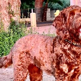 Paige - Australian Labradoodle