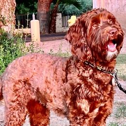 Paige - Australian Labradoodle