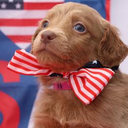 Dandy - Brown male Bernedoodle puppy in Westminster, South Carolina from Goldendoodlepuppiessc