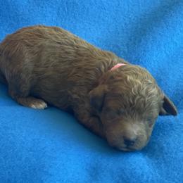 Ariel (Pink Collar) - Red  female Poodle puppy in Ogden, Utah from Bells Poodles