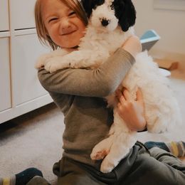 Sheepadoodle Puppies from Evergreen Mountain Doodles