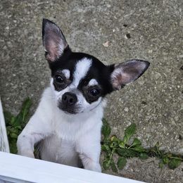 Chihuahua All Grown Up from CristinaXio Chihuahuas