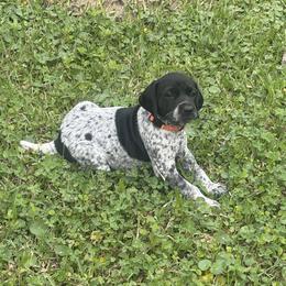 Girl 4 - Black and white female German Shorthaired Pointer puppy in Lumberton, Mississippi from Carlee Farm