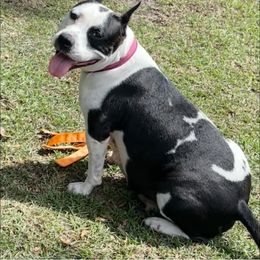American Staffordshire Terrier Puppies from Angel Moon Kennels