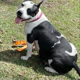 American Staffordshire Terrier Puppies from Angel Moon Kennels