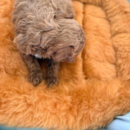 Charlie - Apricot male Poodle puppy in Apex, North Carolina from Happy puppies