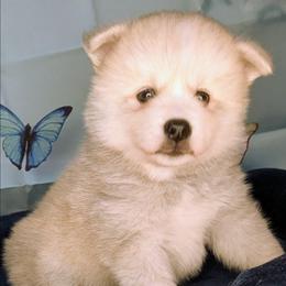 Teddy-2000 - Wolf sable male Pomsky puppy in Spring Hill, Florida from www.PuppyTimeEmporium.com